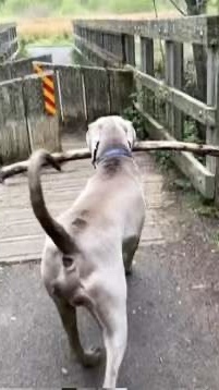 Happy dog with a stick